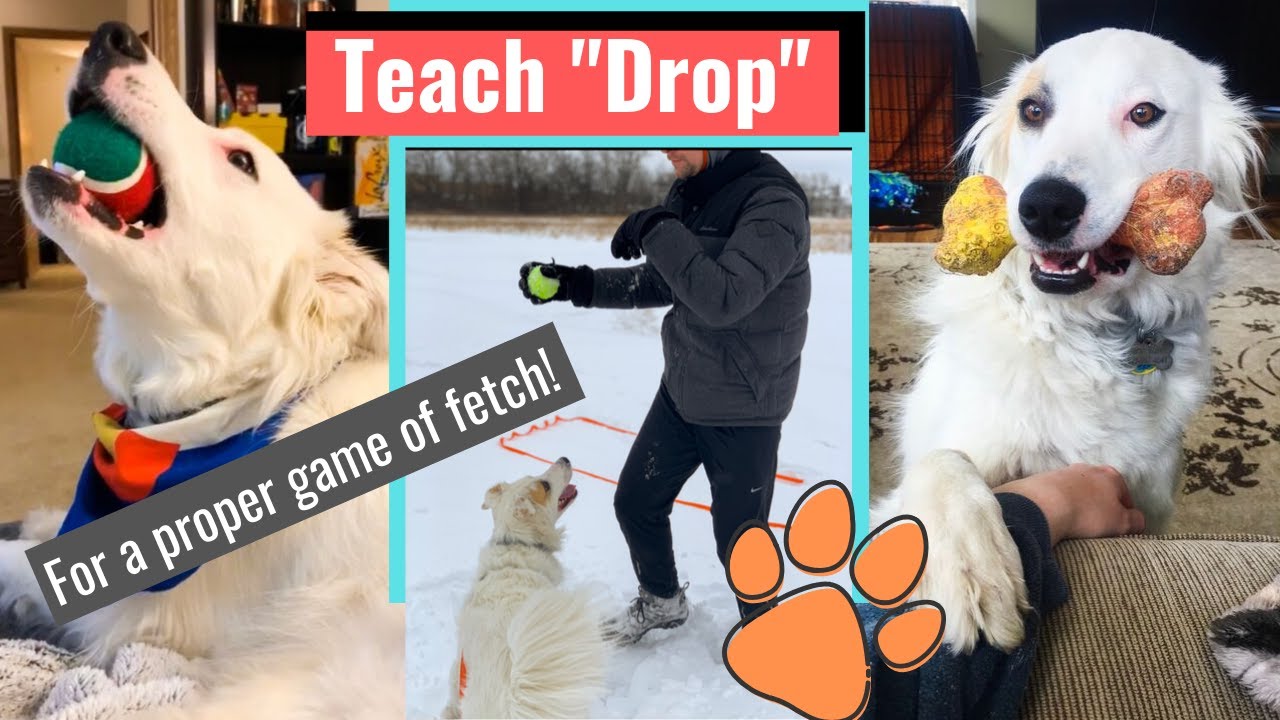 How to Teach Your Dog 