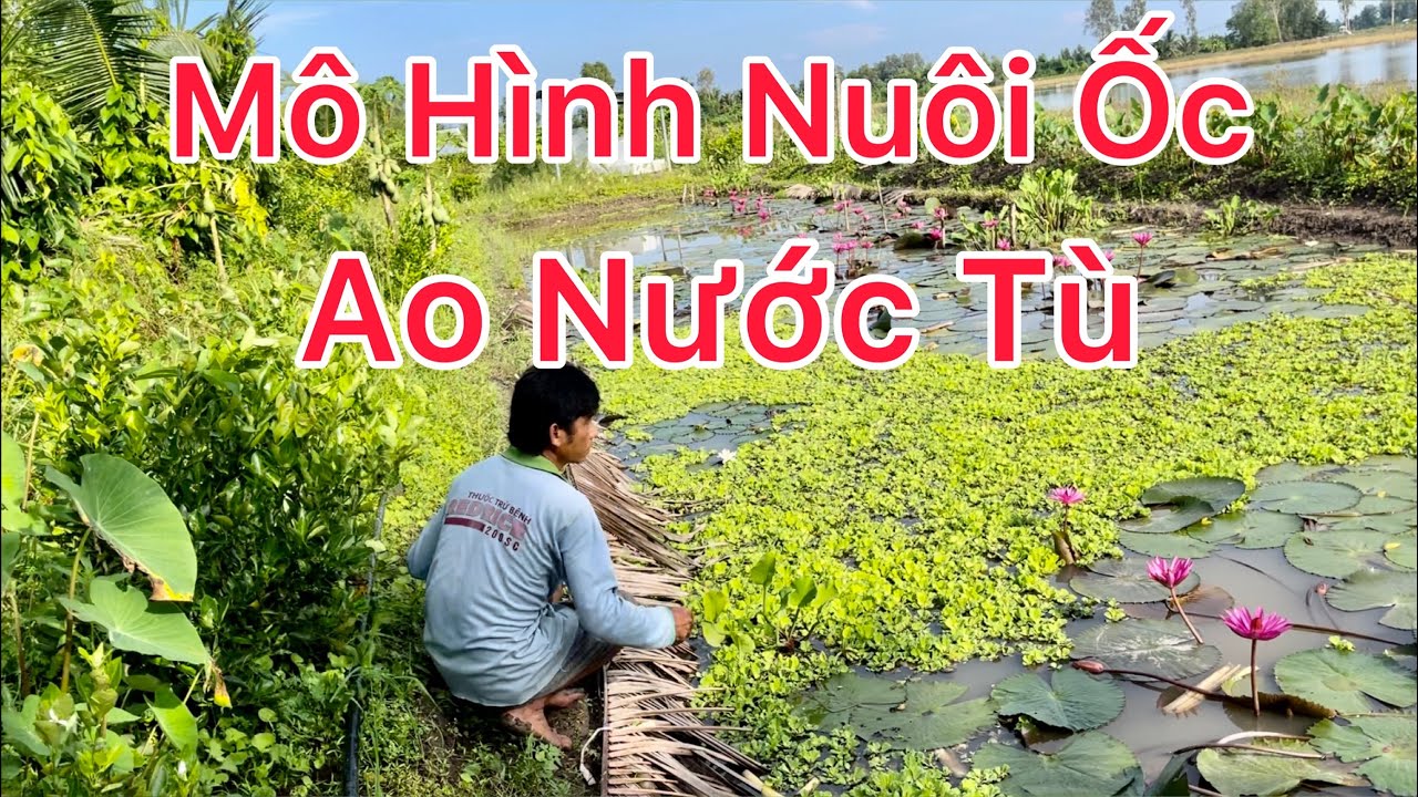 Mô Hình nuôi Ốc Bươu Đen Ốc Nhồi Nước Tù Không Ra Vô | An Mê Kông