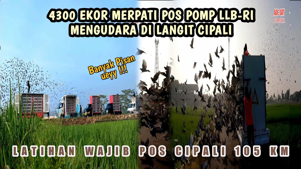 AKHIRNYA BISA JUGA LIHAT LEPASAN CIPALI POMP LLB, LATIHAN  PRA LOMBA