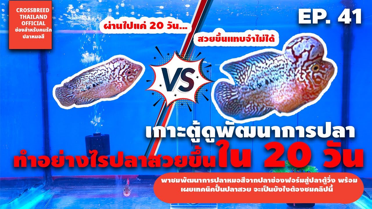 พาชมพัฒนาการความสวยของปลาหมอสี ผ่านไปแค่ 20 วันจากปลาหลักร้อยสู่ปลาหลักหมื่น