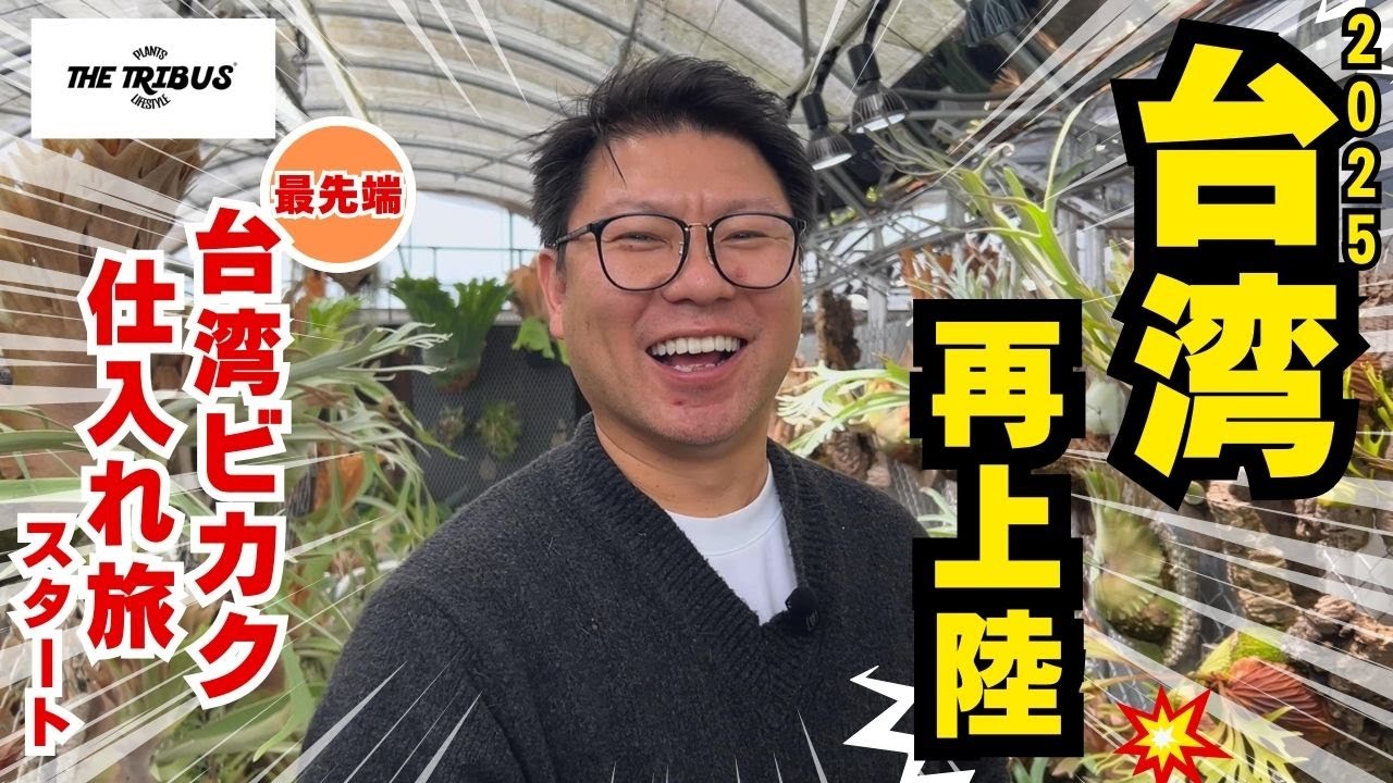 いま台湾ビカクシダがアツすぎる！台湾ビカク仕入れ旅スタート！！【台湾麋角羊歯】