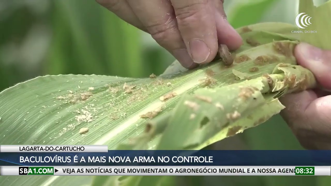 Baculovírus é a mais nova arma no controle da lagarta-do-cartucho