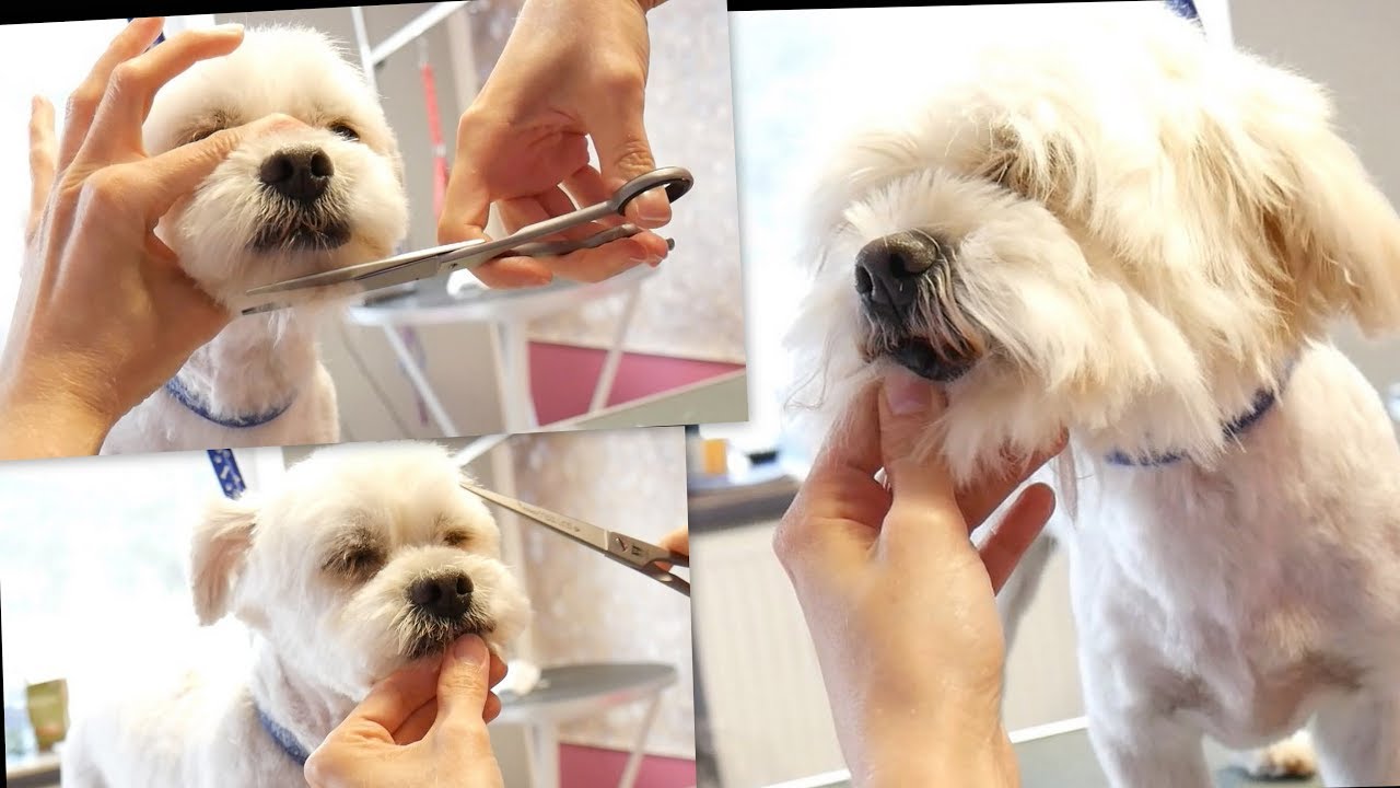 PetGroooming - Havanese Head Grooming #74