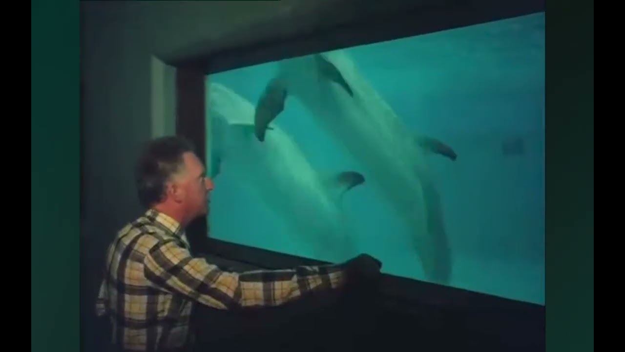 Dolfinarium harderwijk 1976 vroeger