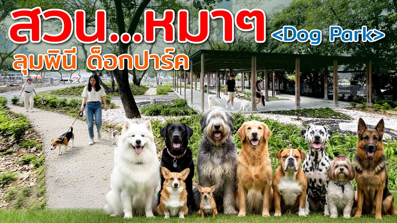สวน..หมาๆ  หมาเท่านั้นที่จะได้สิทธิพิเศษนี้  ไม่น่าเชื่อว่าจะอยู่ในสวนลุมพินี นี่เอง
