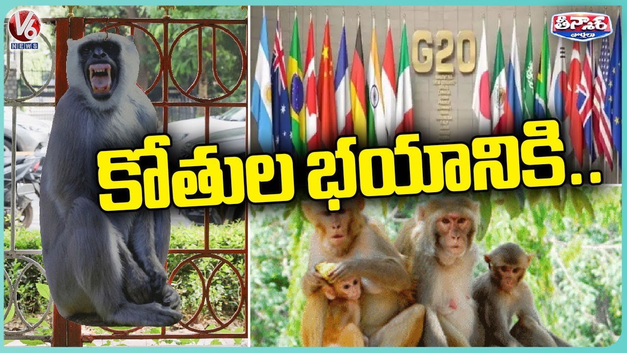 కోతుల భయానికి |  V6 Teenmaar