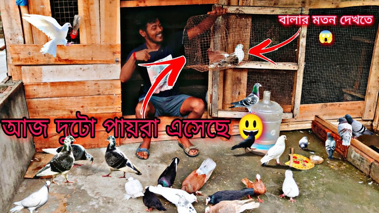 আজ বাড়িতে দুটো নতুন পায়রা এসেছে ❤️🕊️ একটা পায়রা পুরো বালার মতন দেখতে😘#myworld#kabutar #banglivlog