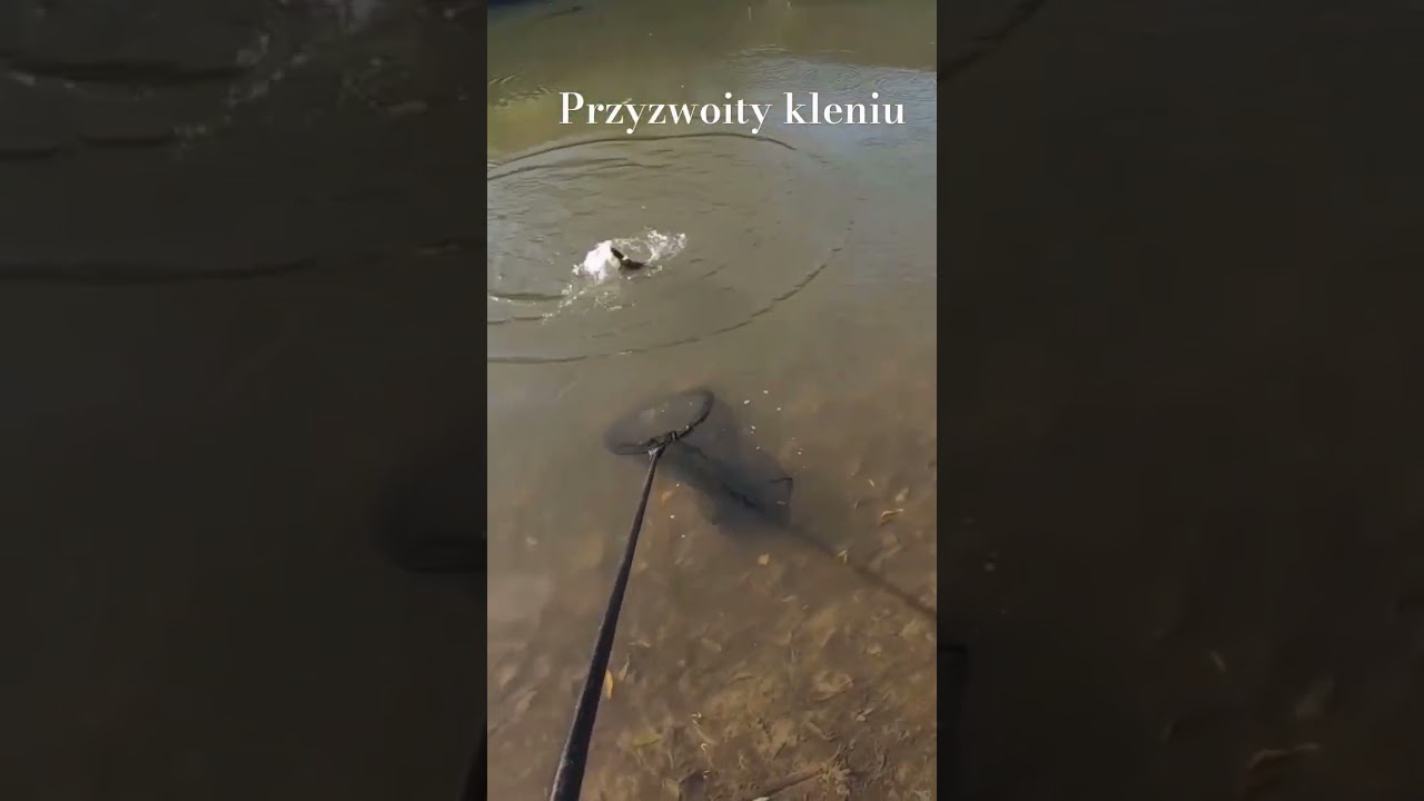 Przyzwoity kleniu. #tloust #chub #kleń #spinning #pescar #rybařen&iacute; #wędkarstwo #shorts