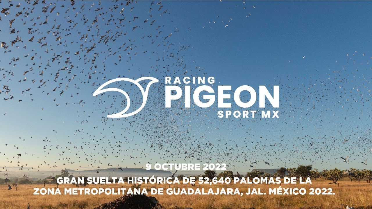 GRAN SUELTA HISTÓRICA DE 52,640 PALOMAS DE LA ZONA METROPOLITANA DE GUADALAJARA, JAL. MEXICO 2022.