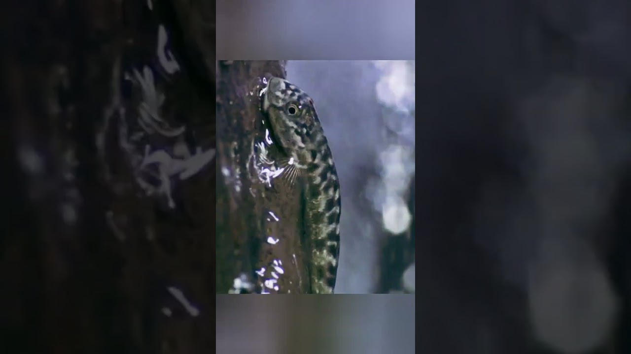 How Goby Fish Climb Waterfalls | Nature&rsquo;s Tiny Rock Climbers