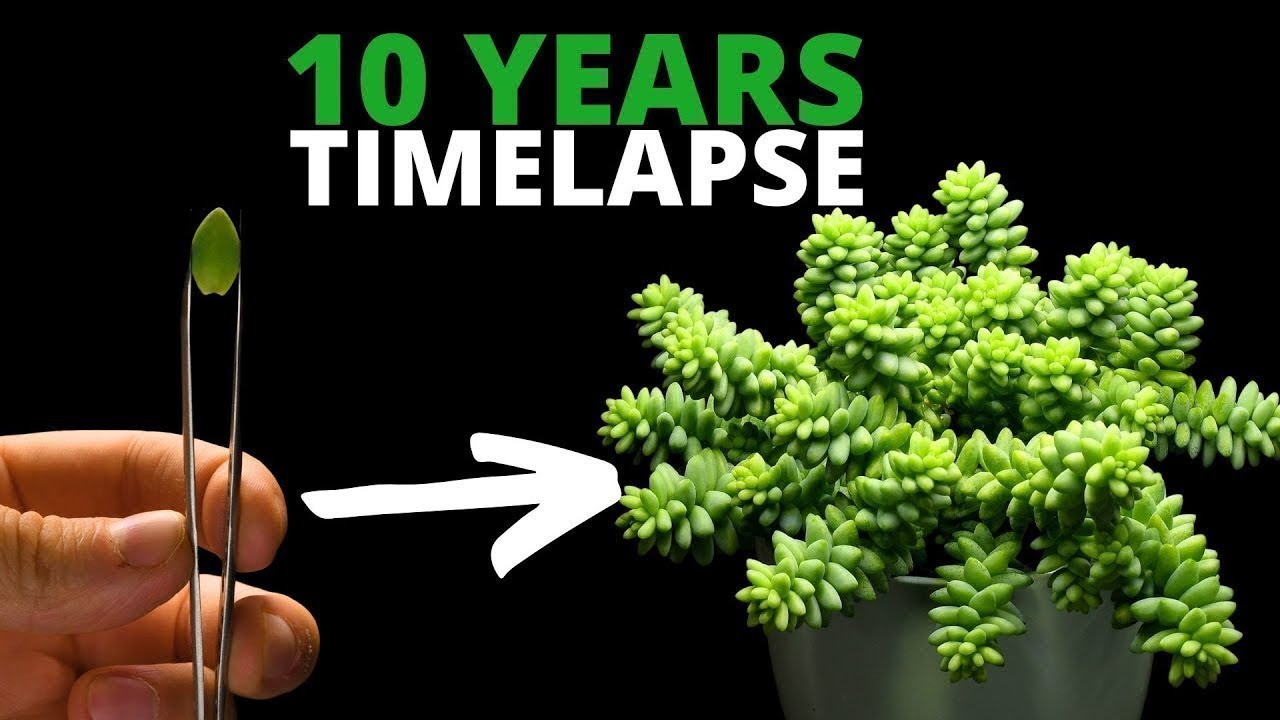 I Filmed 20 Plants for 10 Years (TIMELAPSE Compilation)