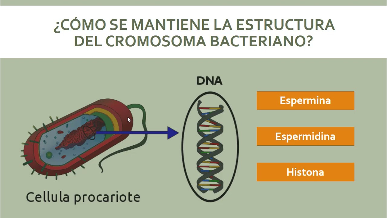 Genética Bacteriana
