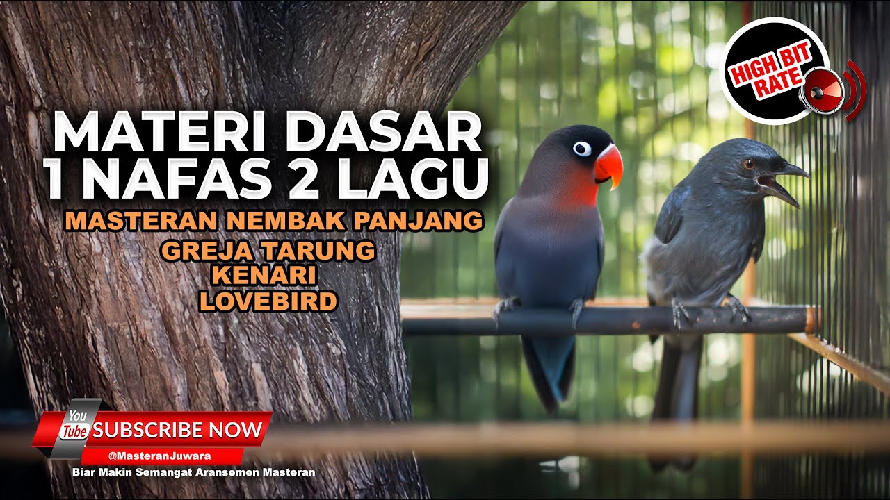 🔴 Materi Dasar 1 Nafas 2 Lagu Srigunting Abu Abu Tembakan Kasar Greja Tarung Lovebird Kenari