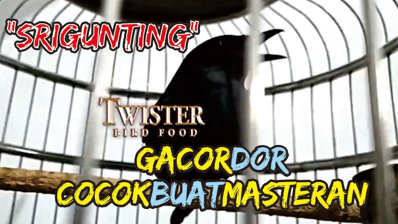 SRIGUNTING GACOR DOR COCOK BUAT MASTERAN