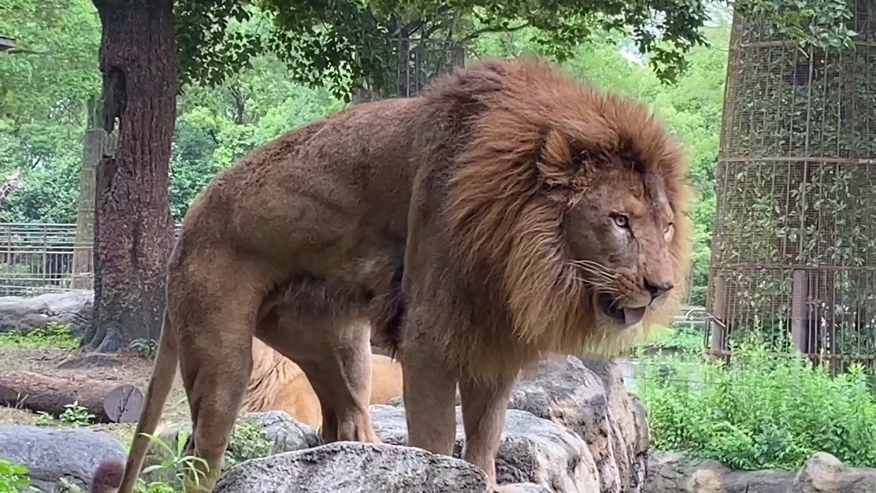ライオンが食べた草を苦しそうに吐き出す〜柑太郎君　2020年6月19日とべ動物園にて