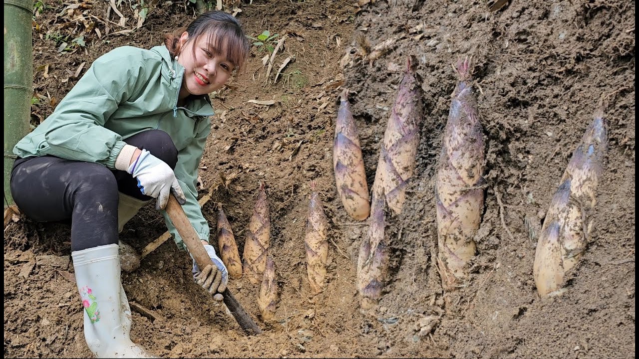 Journey deep into the forest to find bamboo shoots to bring to the market to sell