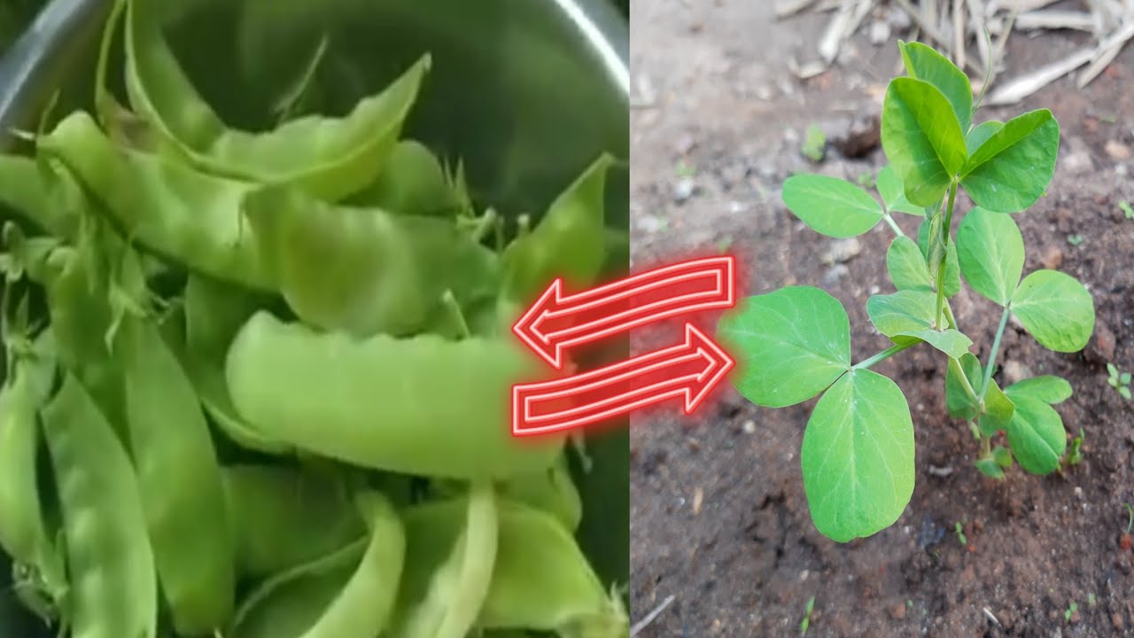 #ervilhanahorta #plantevctbm  COMO PLANTAR ERVILHA TORTA.