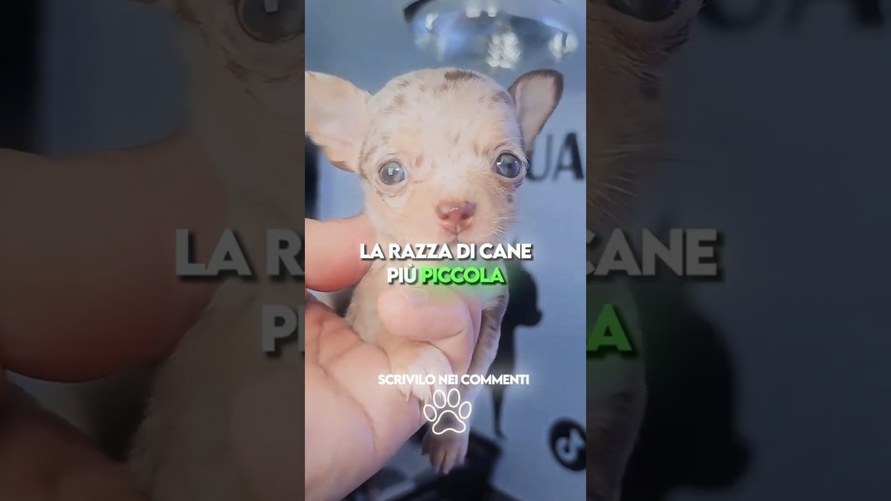 🐶 Le 3 Razze di Cani Pi&ugrave; Piccoli al Mondo! 💖