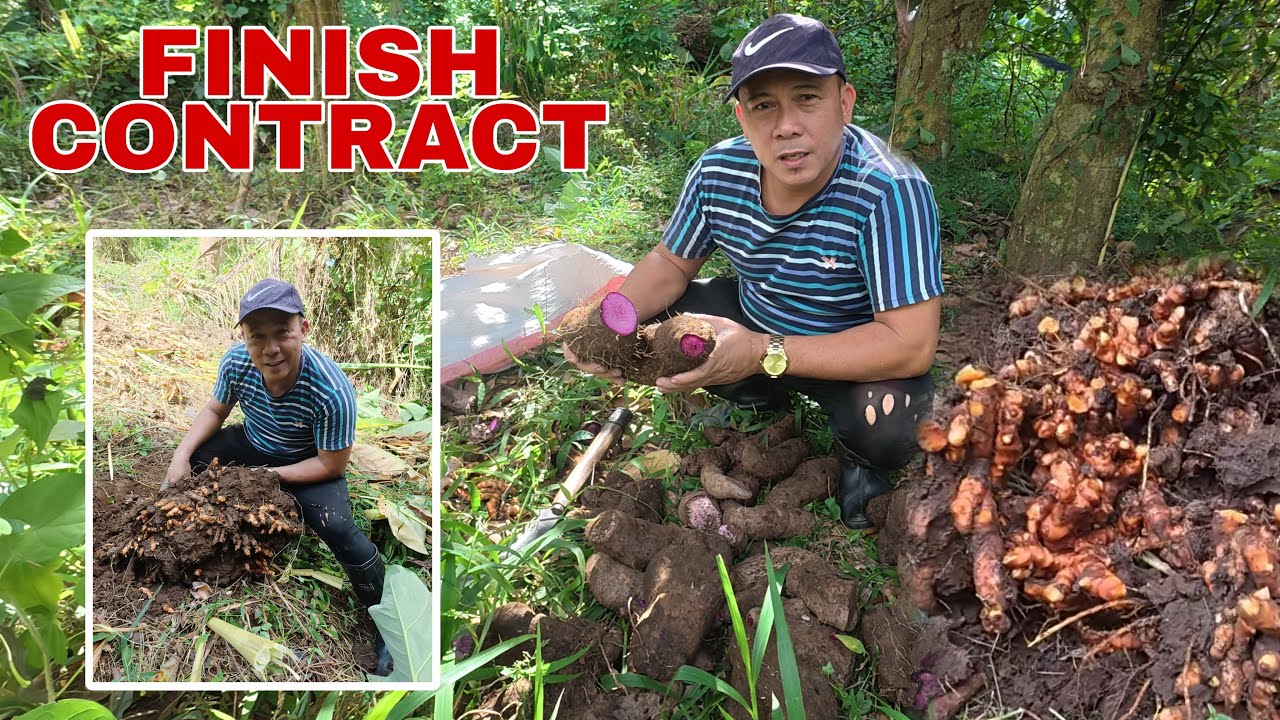 HULING HARVEST SA ARIENDO | Biyaherong Batangueño