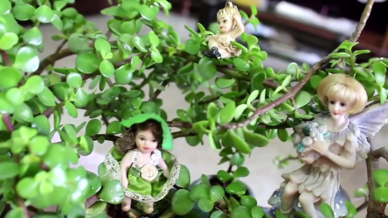 Care tips and propogation of Jade plant /🏡home garden 💚