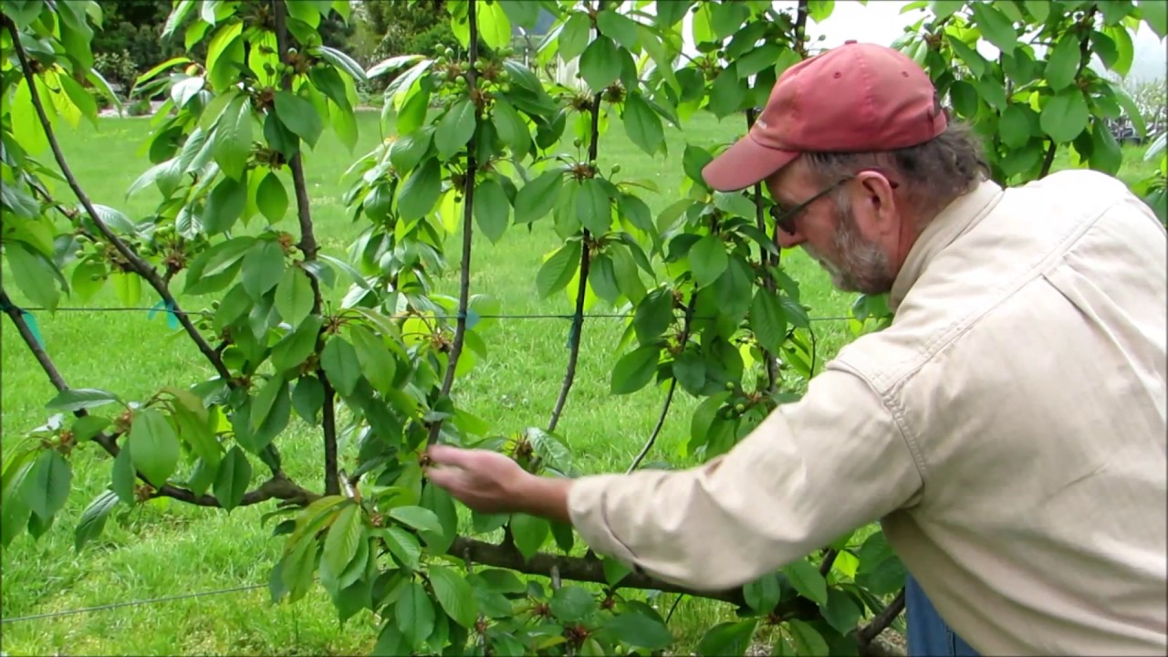 UFO Cherry Training Part 2