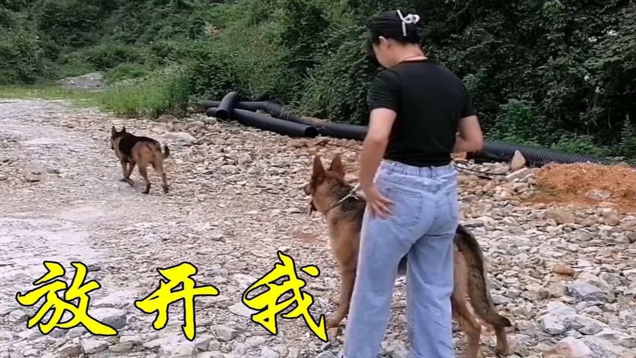 铲屎官训练昆明犬飞虎稳定性，飞虎一心只想偷袭飞龙，太难训了