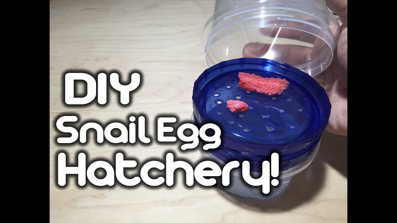 DIY Snail Egg Hatchery