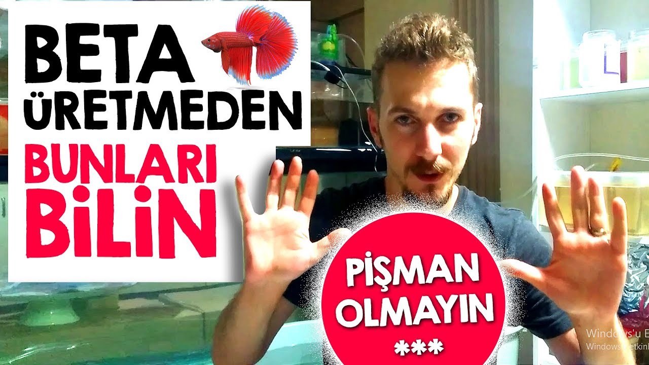Beta Balığı Üretim Zorlukları ve Para Kazanma Yolları