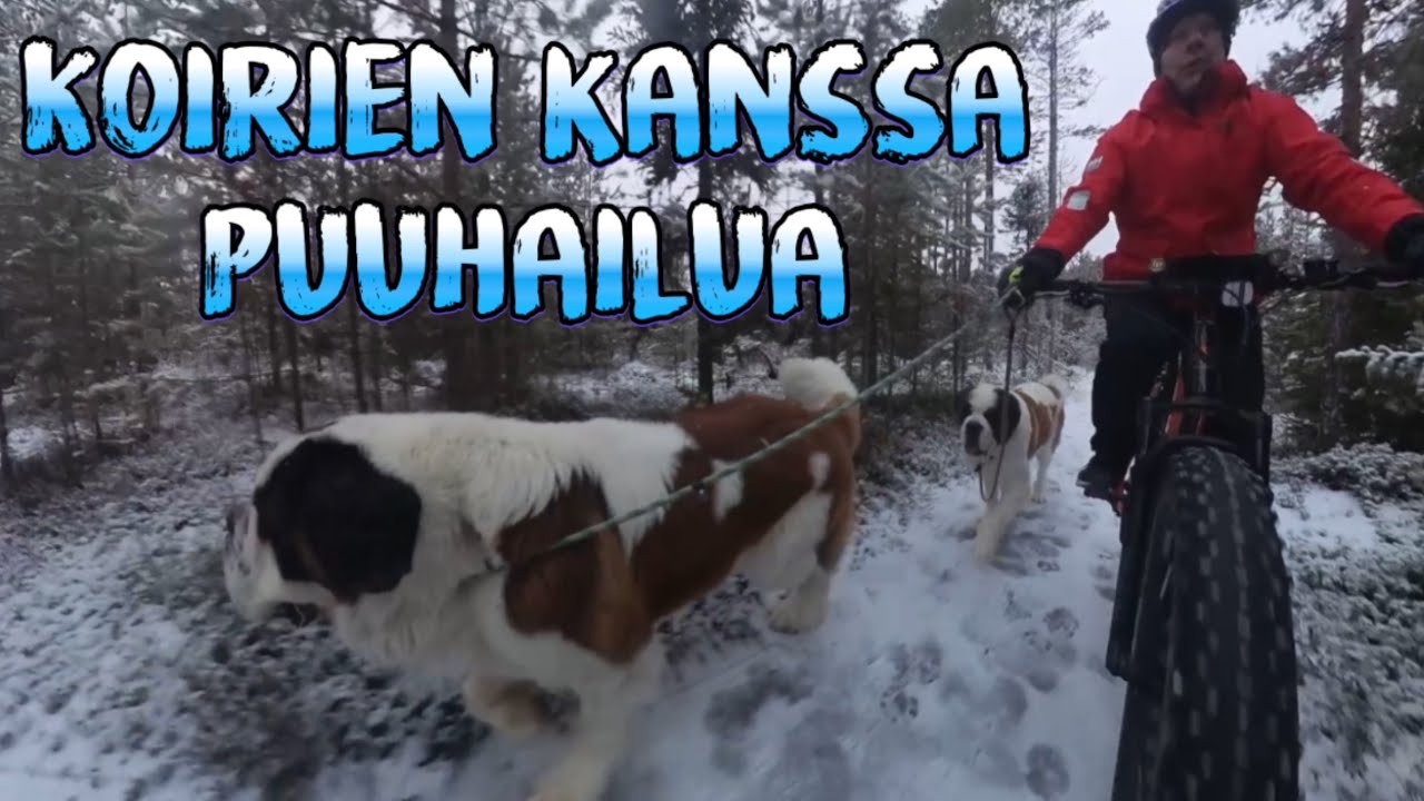 Koirien kanssa puuhailua.