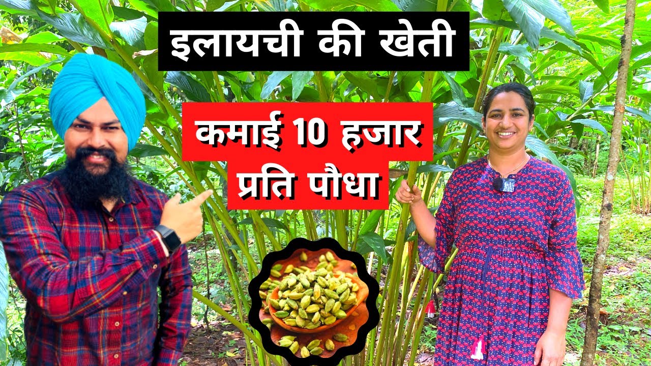 इलायची खेती की पूरी जानकारी cardamom farming in india Elachi ki kheti