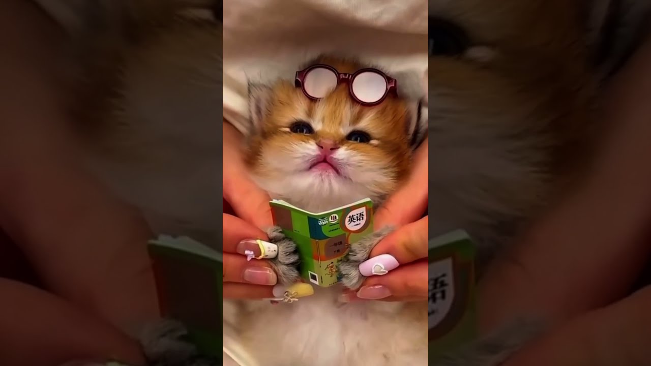 These Cat Moments Had Me Dying 😹 #cat #funny #trending
