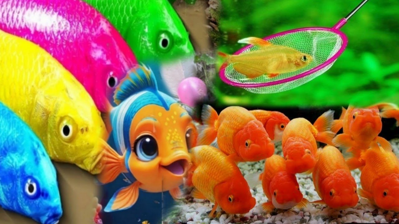 Catching Cute Fish Challenge Aquarium with small ponds Fun 