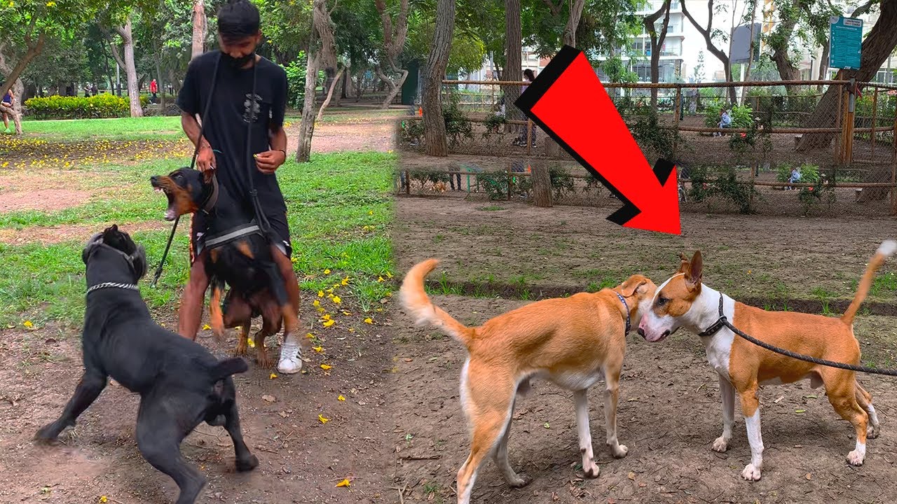 Este Dóberman defiende su espacio de Cane corso  - Bull terrier, Rottweiler en las calles