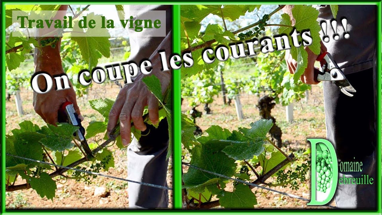 Mouchage ou coupage de courant ou taille en vert