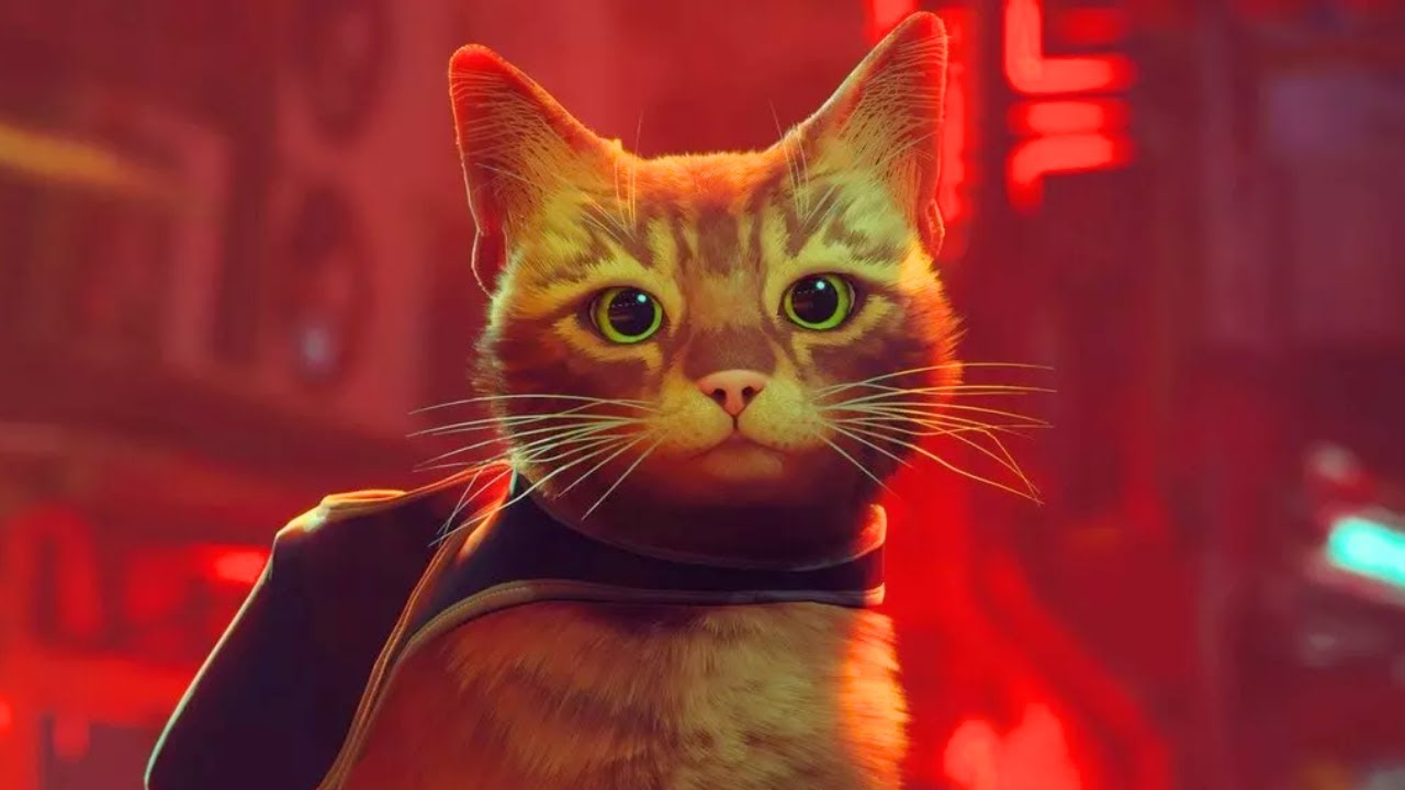 Cutest Cat In The World | Stray [1]
