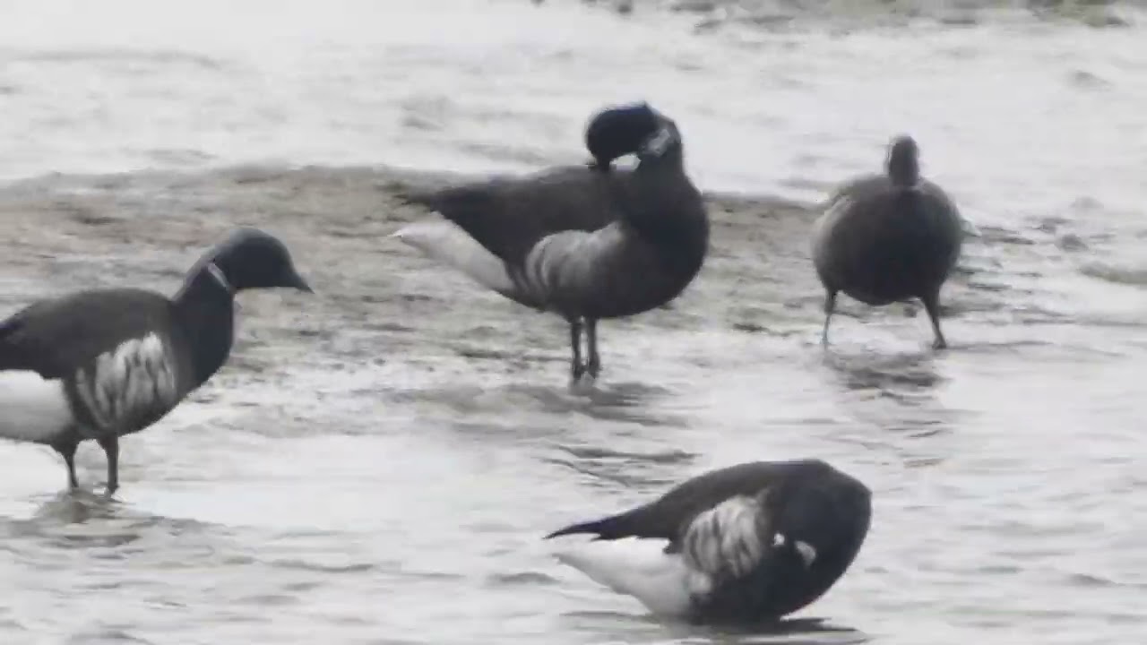 A couple of Brants (Branta bernicla) are walking and preening in Bolsa Chica Ecological Reserve,CA