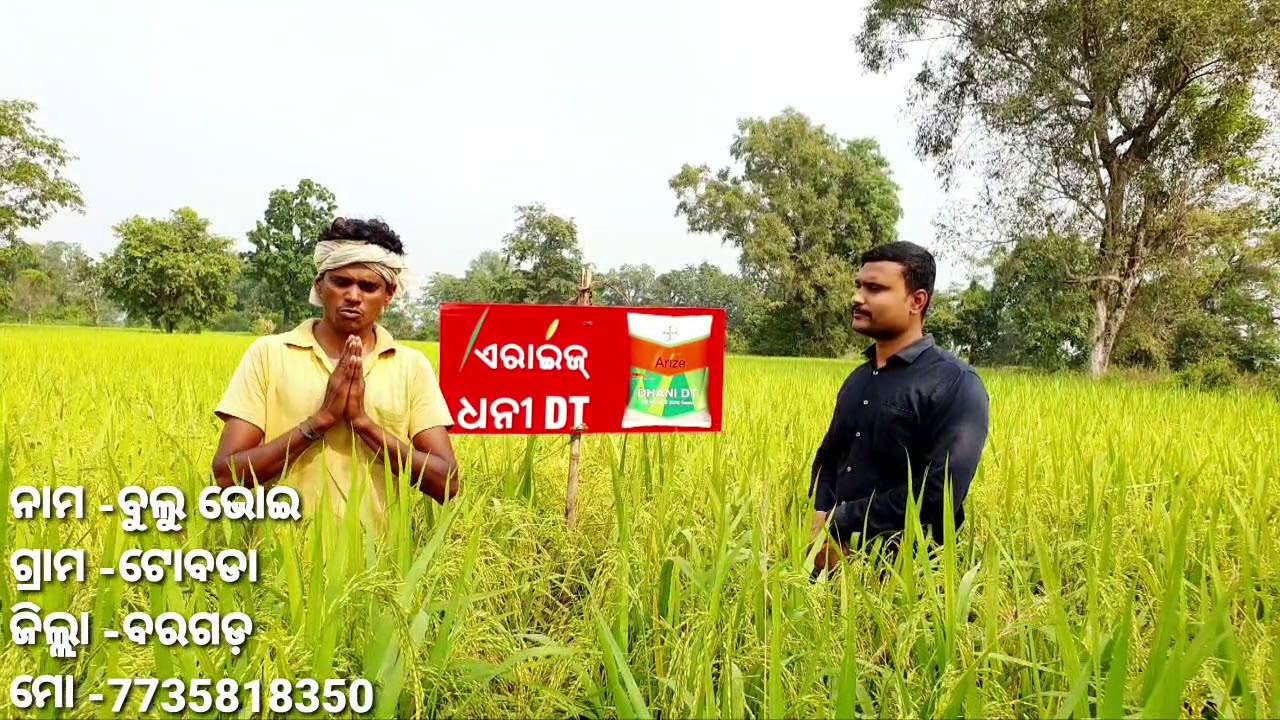 Farmer of Bargarh district sharing his experience about Arize Dhani DT🌾🌾