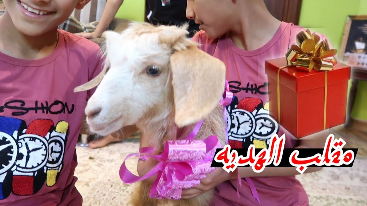 مقلب الهديه في التوأم | انصدموا من الهديه ماعز .