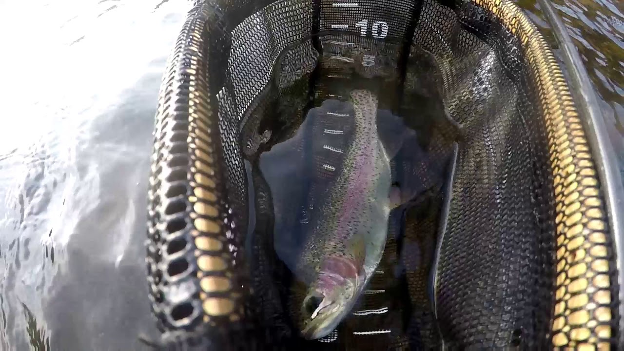 Ammonoosuc Rainbow