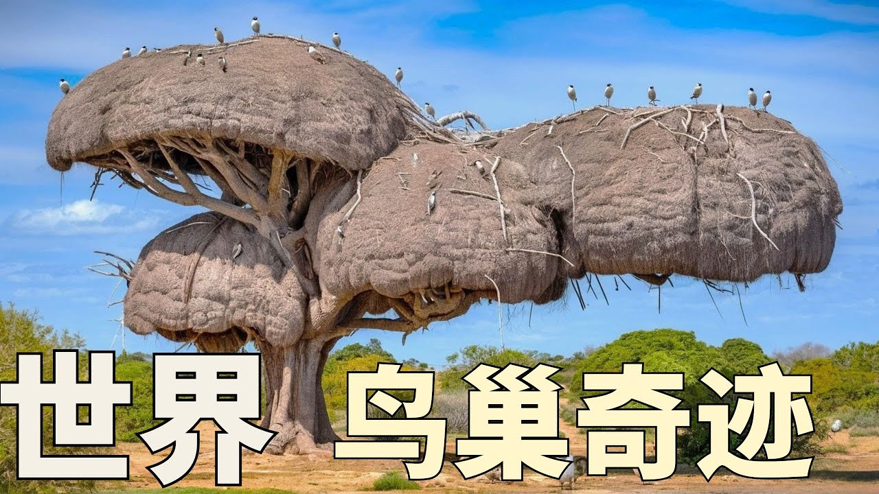 世界上最夸张的15个鸟窝，第一个惊掉下巴，其中一个比房子还大！