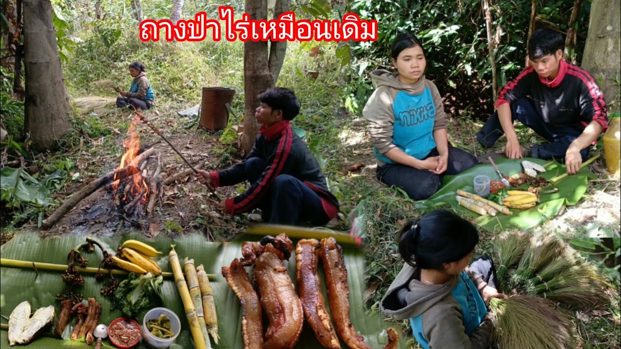 พาเมียมาถางป่าไร่เหมือนเดิม เอาดอกแขม เอาปลีกล้วยป่า ย่างหนังหมูสำหรับอาหารเที่ยง-บ่าวยืง