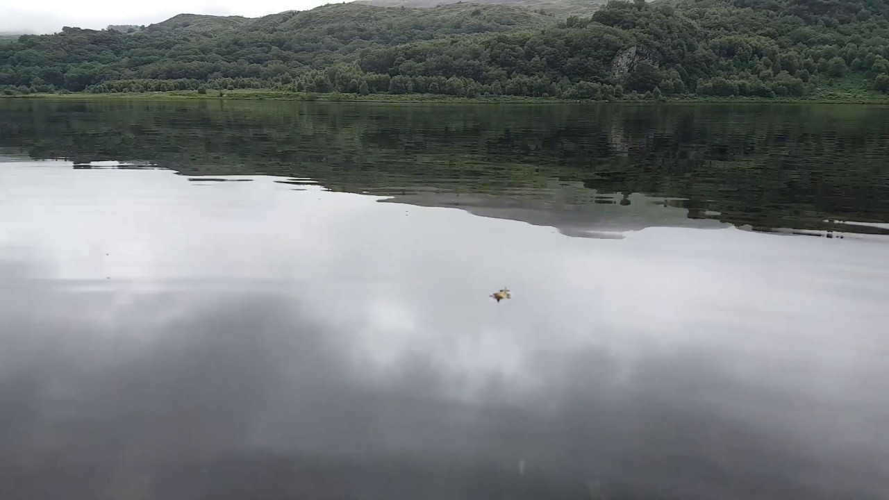 Trout Fry Llyn Dinas 2017 07 18
