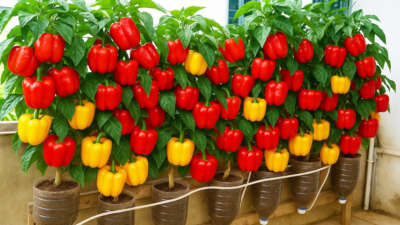 Vertical Bell Pepper Garden | Grow Colorful Peppers in Small Spaces