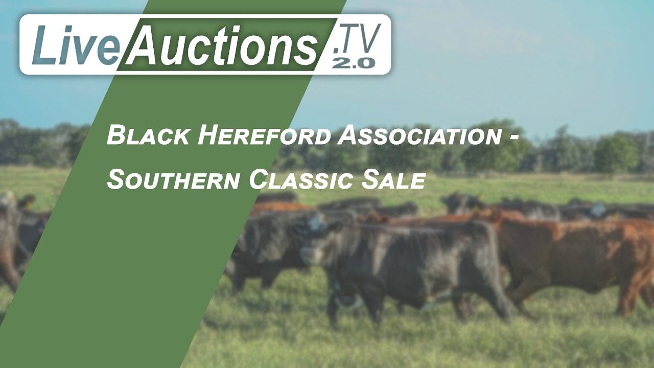Black Hereford Association - Southern Classic Sale