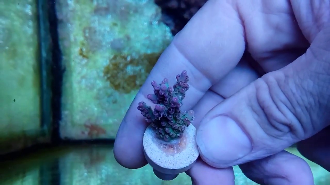 Acropora microclados strawberry shortcake coral gandalf