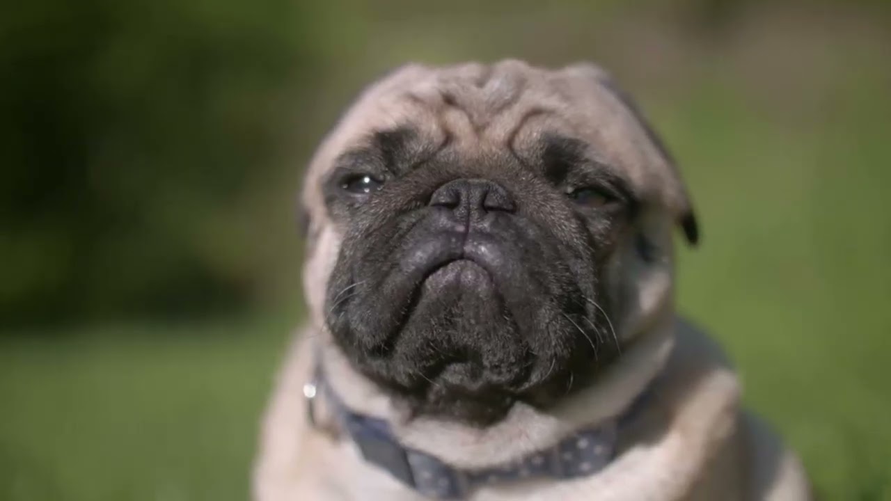 Fun facts about Pugs