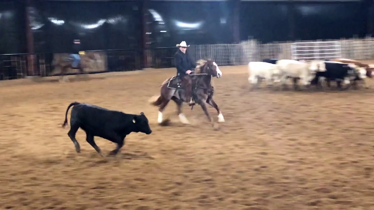 SKYLARK   2016 mare by Bamacat trained by Wayne Robinson