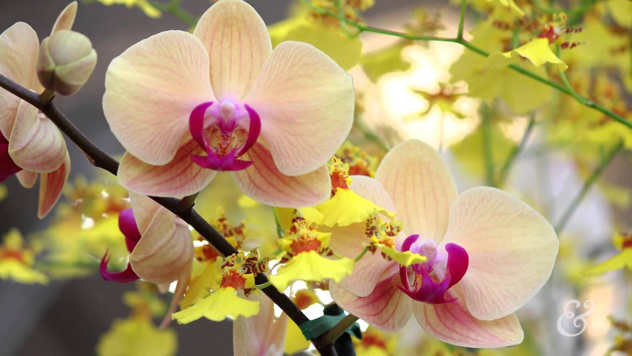 Into the Vault: Darwin's Orchid Book