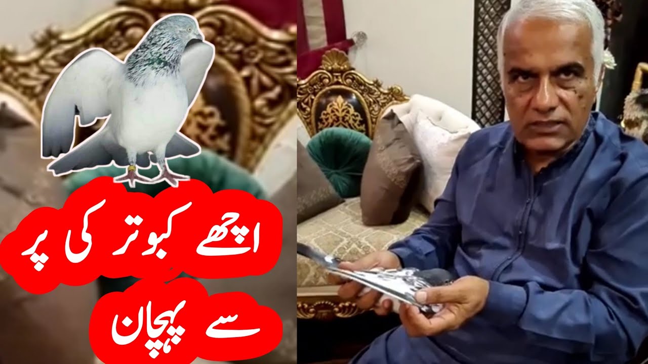 Kabootar ki Pehchan | Achy Par ki Pehchan | Achay Kabootar ki Pehchan