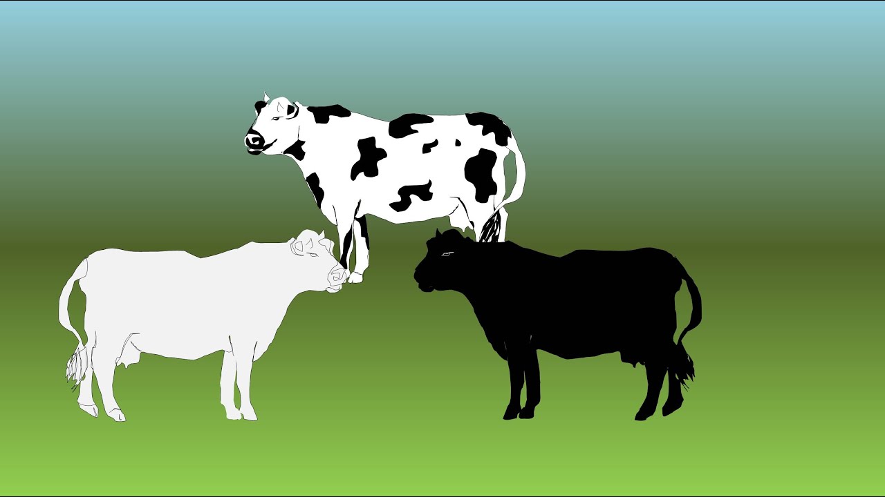 Cuero negro, vaca blanca